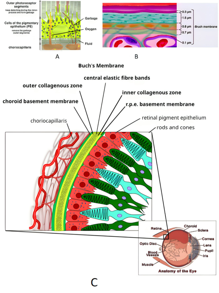 Understanding the role of electrostatic force, van der Waals force, and osmotic pressure in retinal function and barrier integrity.