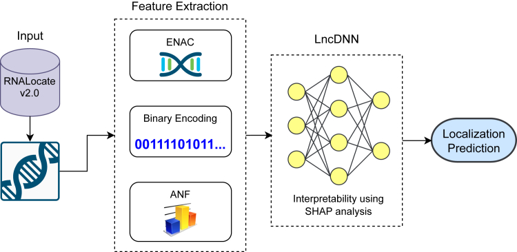 Unlocking RNA mysteries: Predicting subcellular localizations with AI.