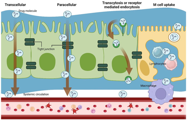 In vitro and ex vivo models of the oral mucosa as platforms for the validation of novel drug delivery systems.