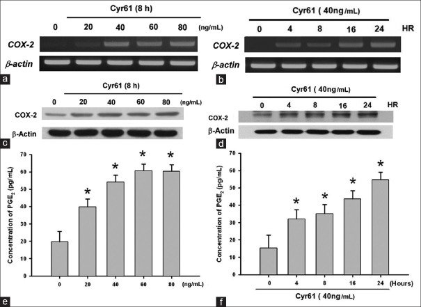 Cysteine-rich 61 mediates inflammation by the NF-κB/cyclooxygenase-2 pathway in RF/6A cells.