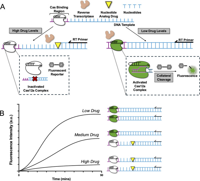 Rapid Enzymatic Assay for Antiretroviral Drug Monitoring Using CRISPR-Cas12a-Enabled Readout.