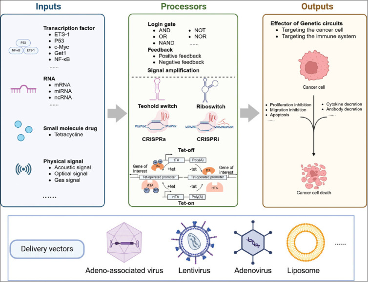 Advancements in genetic circuits as part of intelligent biotherapy for the treatment of bladder cancer: A review.