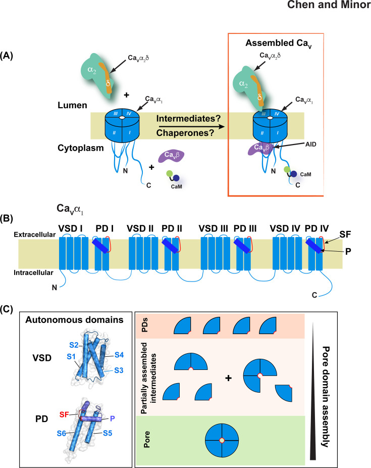 Electrosome assembly: Structural insights from high voltage-activated calcium channel (CaV)-chaperone interactions.