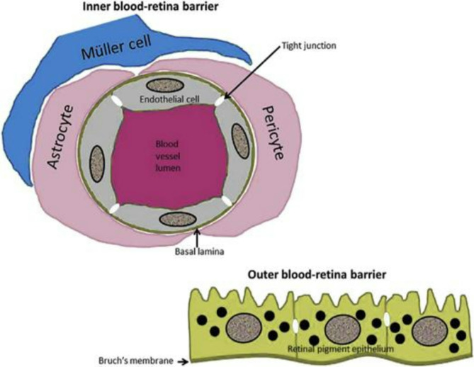 Understanding the role of electrostatic force, van der Waals force, and osmotic pressure in retinal function and barrier integrity.