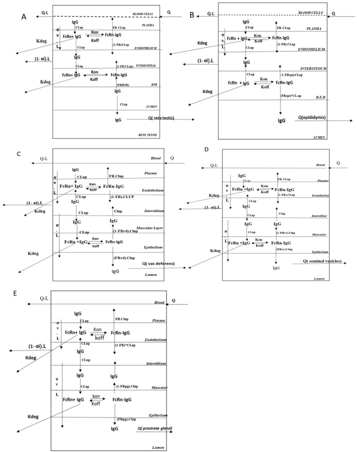 Investigation of Antibody Pharmacokinetics in Male Reproductive System and Its Characterization Using a Translational PBPK Model.