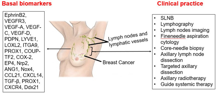 Molecular and Cellular Machinery of Lymphatic Metastasis in Breast Cancer.