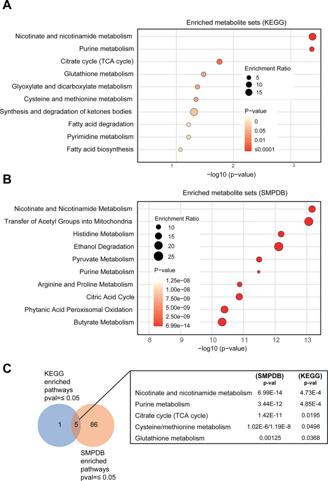 Metabolic pathways of Alternative Lengthening of Telomeres in pan-carcinoma.