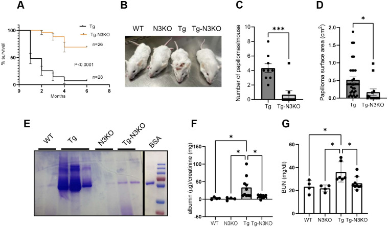 Notch3 deletion regulates HIV-1 gene expression and systemic inflammation to ameliorate chronic kidney disease.