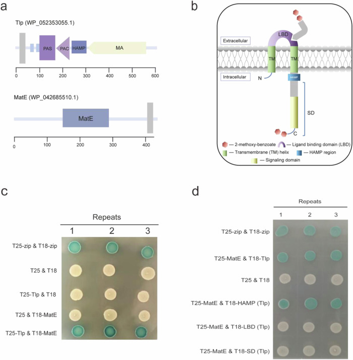 摘要图片