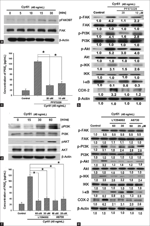 Cysteine-rich 61 mediates inflammation by the NF-κB/cyclooxygenase-2 pathway in RF/6A cells.