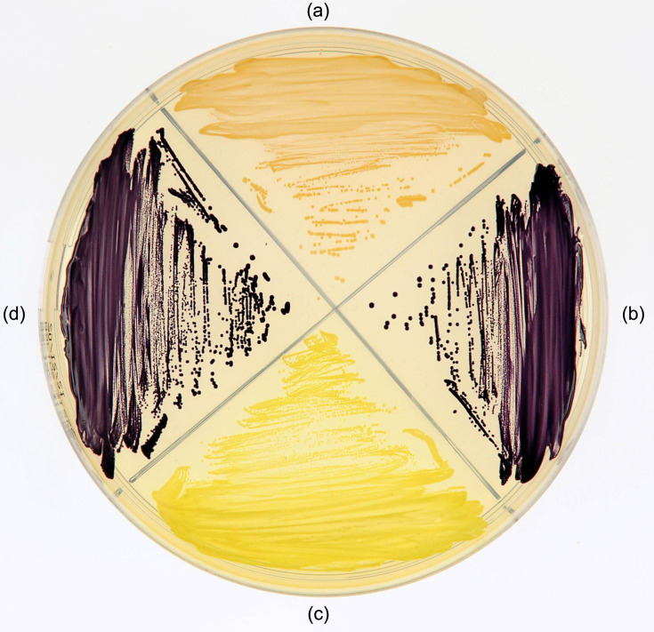 Abstract Image