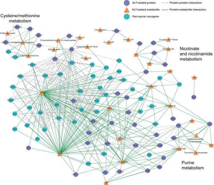 Metabolic pathways of Alternative Lengthening of Telomeres in pan-carcinoma.
