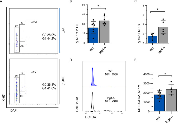 Loss of ING4 enhances hematopoietic regeneration in multipotent progenitor cells.