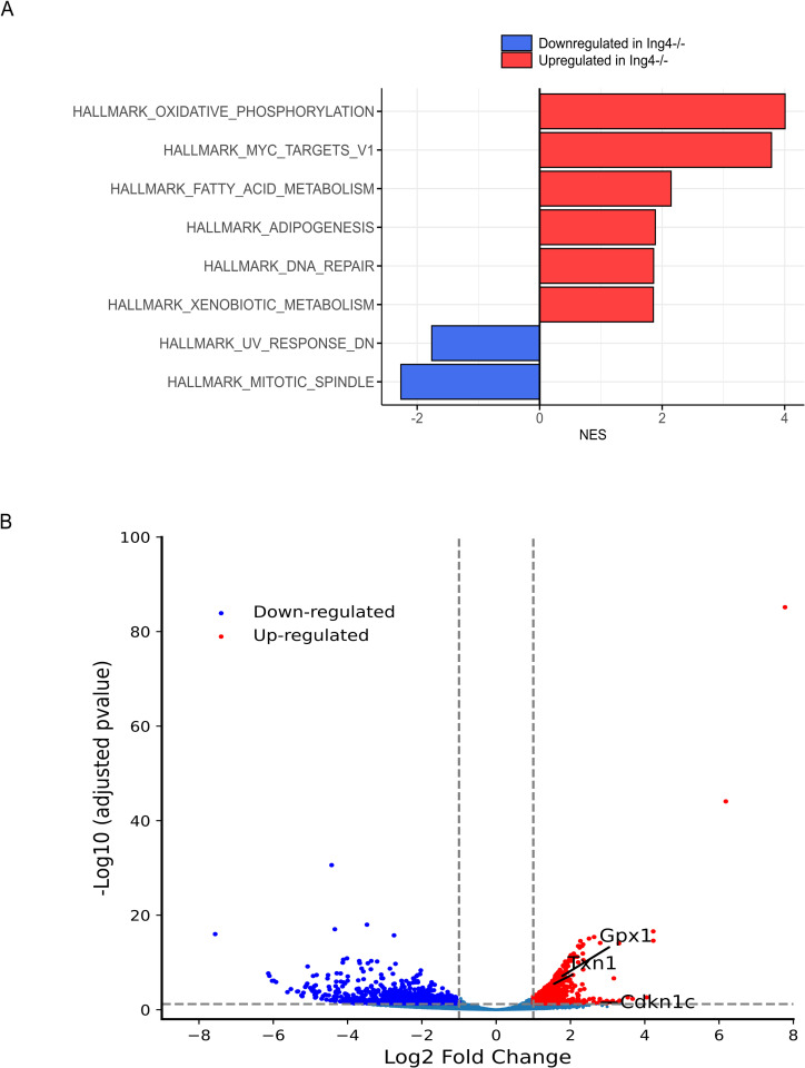 Loss of ING4 enhances hematopoietic regeneration in multipotent progenitor cells.