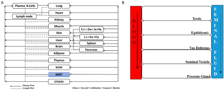 Investigation of Antibody Pharmacokinetics in Male Reproductive System and Its Characterization Using a Translational PBPK Model.