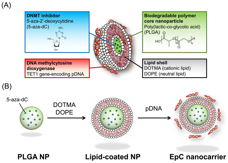 Novel Epigenetics Control (EpC) Nanocarrier for Cancer Therapy Through Dual-Targeting Approach to DNA Methyltransferase and Ten-Eleven Translocation Enzymes.