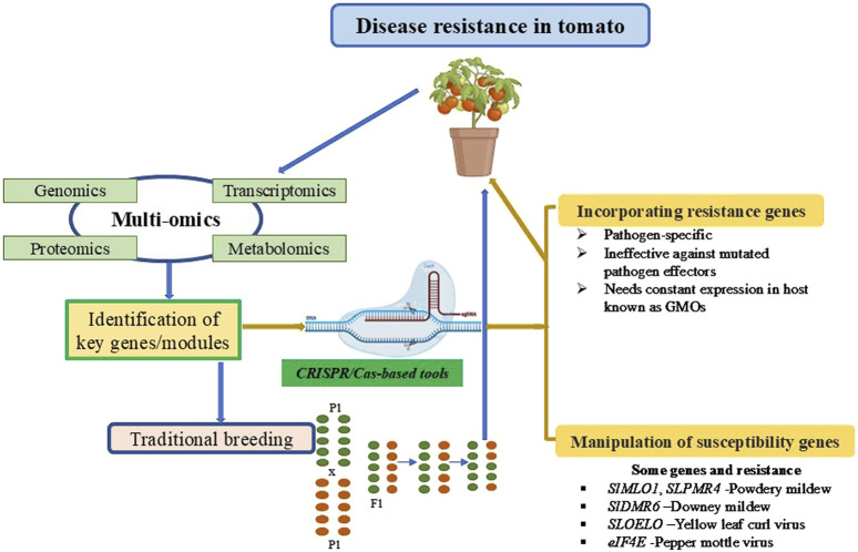 Engineering tomato disease resistance by manipulating susceptibility genes.