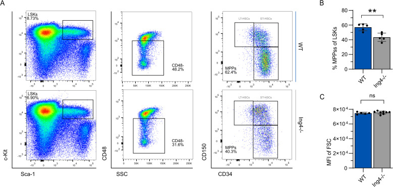Loss of ING4 enhances hematopoietic regeneration in multipotent progenitor cells.