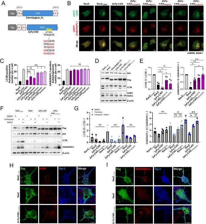 Development of selective deconjugases for membrane-anchored LC3A/B in post-mitotic neurons.