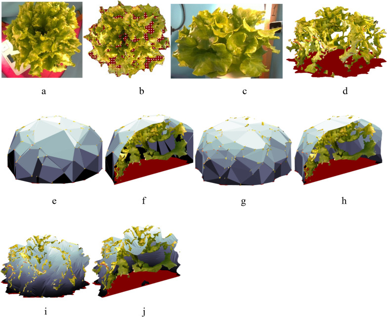 A method for phenotyping lettuce volume and structure from 3D images.