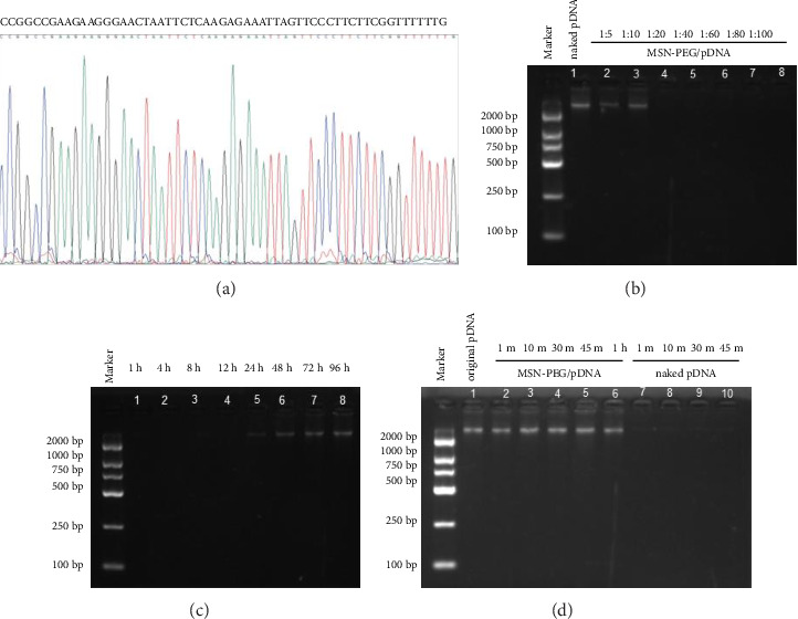 Corrigendum to "PEI-PEG-Coated Mesoporous Silica Nanoparticles Enhance the Antitumor Activity of Tanshinone IIA and Serve as a Gene Transfer Vector".