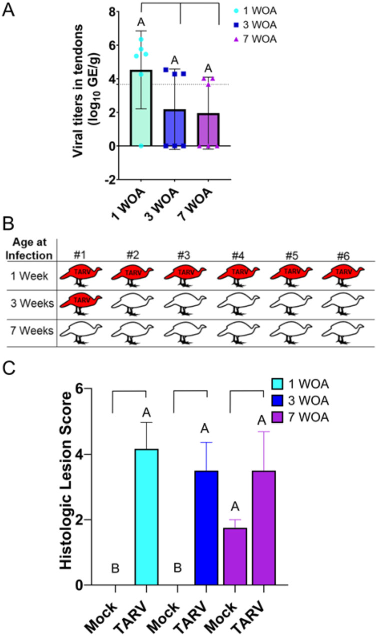 Age-based host response to Turkey arthritis reovirus in commercial Turkeys in the presence of maternally derived antibodies.