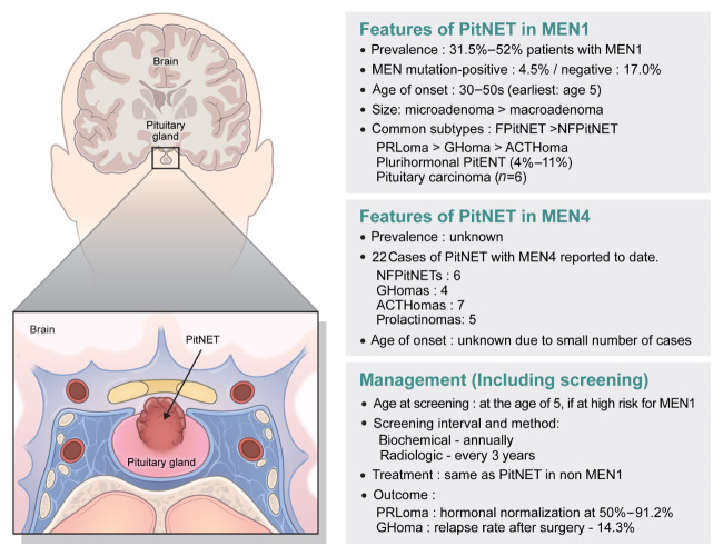 Pituitary Neuroendocrine Tumors in Multiple Endocrine Neoplasia.