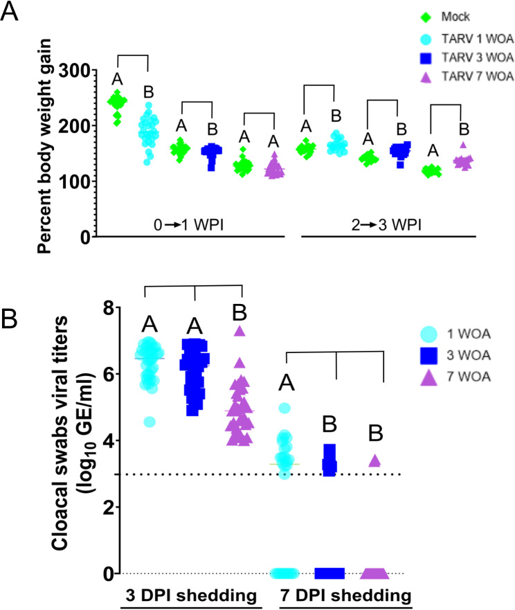 Age-based host response to Turkey arthritis reovirus in commercial Turkeys in the presence of maternally derived antibodies.