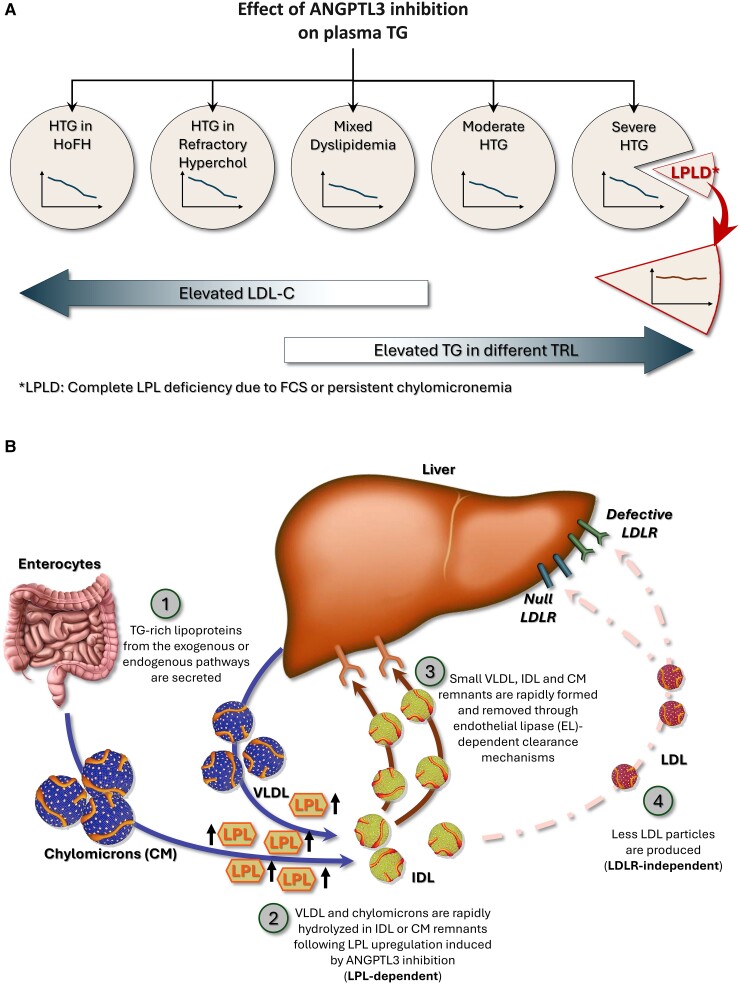 Treatment With Evinacumab Links a New Pathogenic Variant in the LPL Gene to Persistent Chylomicronemia.