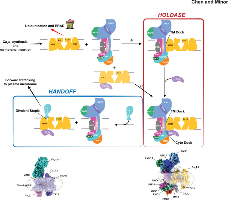 Electrosome assembly: Structural insights from high voltage-activated calcium channel (CaV)-chaperone interactions.