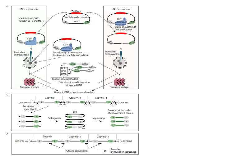 Studying concatenation of the Cas9-cleaved transgenes using barcodes.