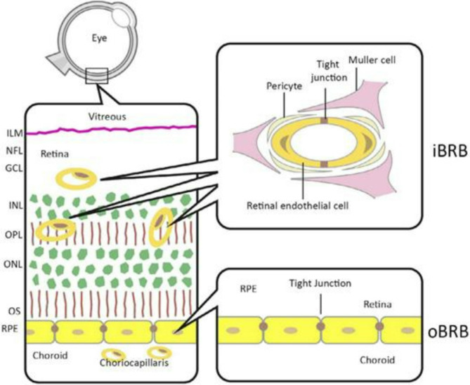 Understanding the role of electrostatic force, van der Waals force, and osmotic pressure in retinal function and barrier integrity.