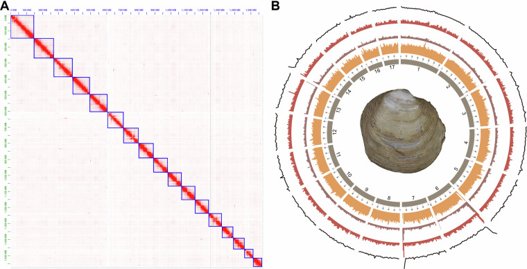 Chromosome-level genome assembly of the intertidal lucinid clam Indoaustriella scarlatoi.