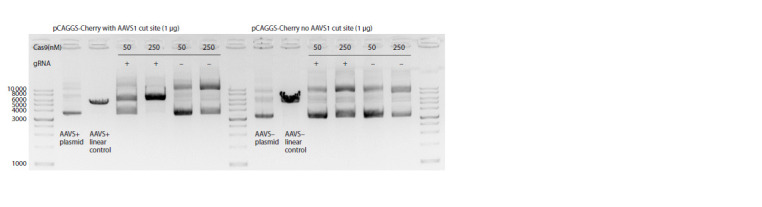 Studying concatenation of the Cas9-cleaved transgenes using barcodes.
