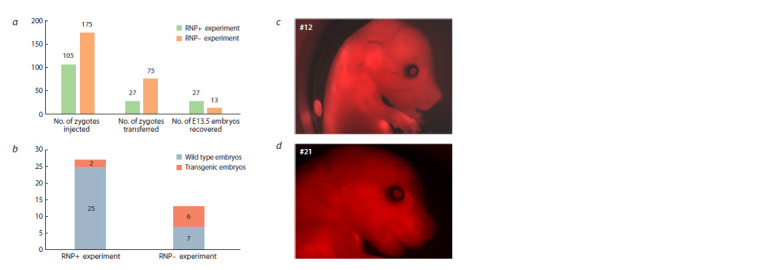 Studying concatenation of the Cas9-cleaved transgenes using barcodes.