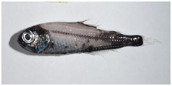 The genome sequence of the Antarctic lanternfish, <i>Electrona antarctica</i> (Günther, 1878).