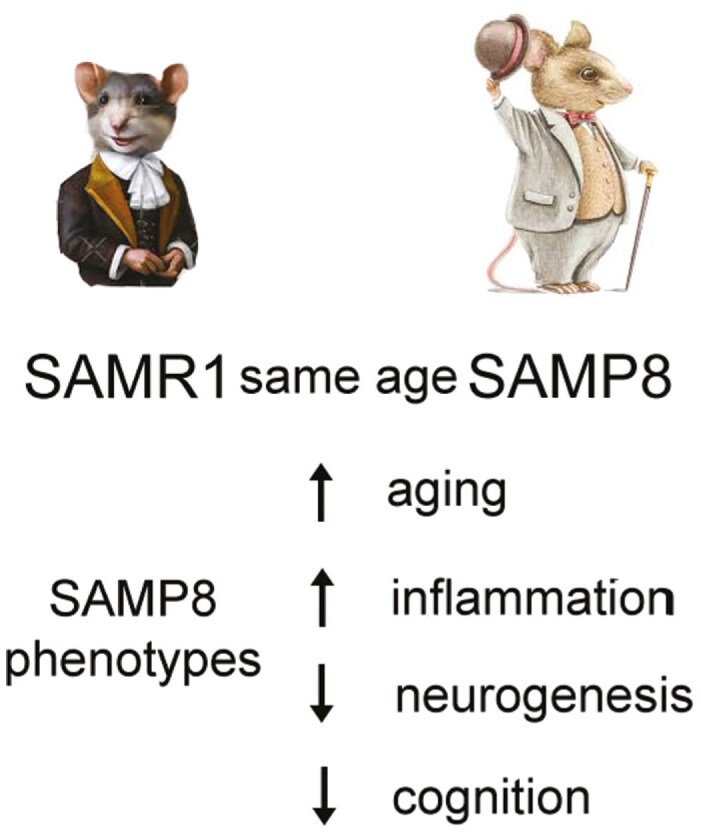 Senescence accelerated mouse-prone 8: a model of neuroinflammation and aging with features of sporadic Alzheimer's disease.