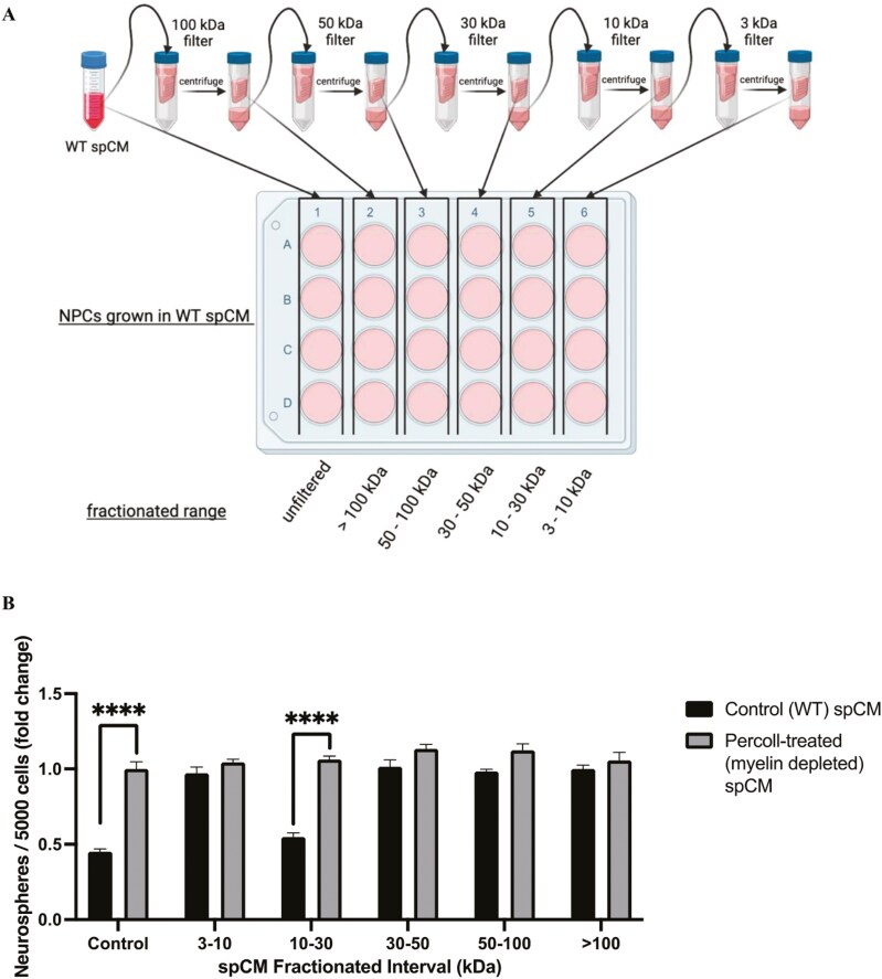 Microglia in the spinal cord stem cell niche regulate neural precursor cell proliferation via soluble CD40 in response to myelin basic protein.