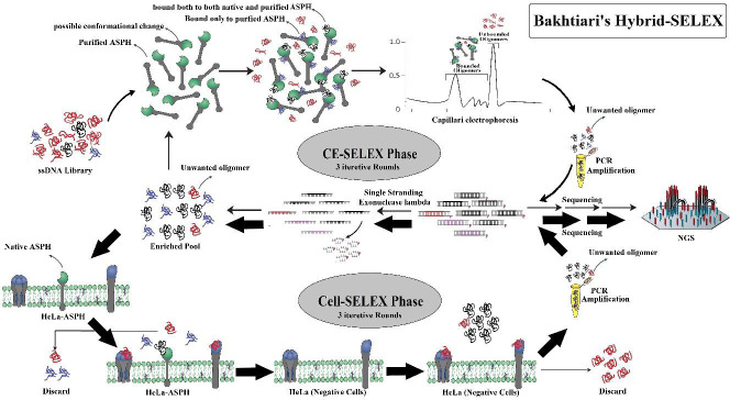 A novel hybrid approach to overcome defects of CE-SELEX and cell-SELEX in developing aptamers against aspartate β-hydroxylase.
