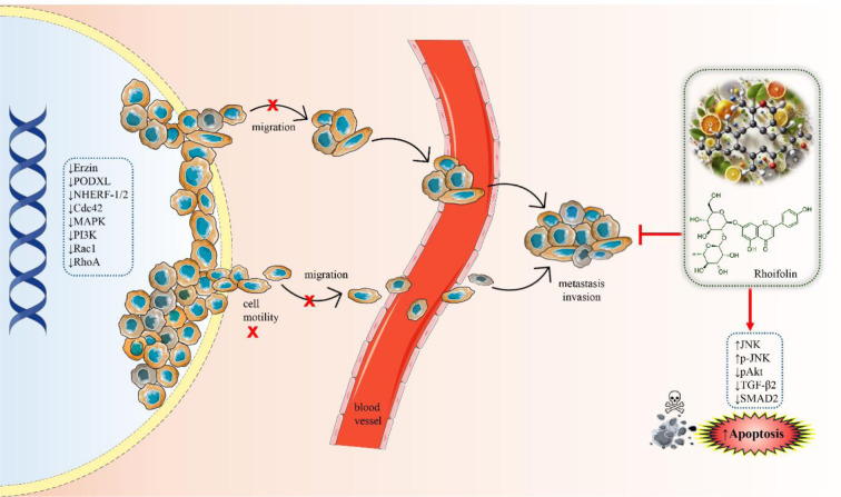 Rhoifolin: A promising flavonoid with potent cytotoxic and anticancer properties: molecular mechanisms and therapeutic potential.