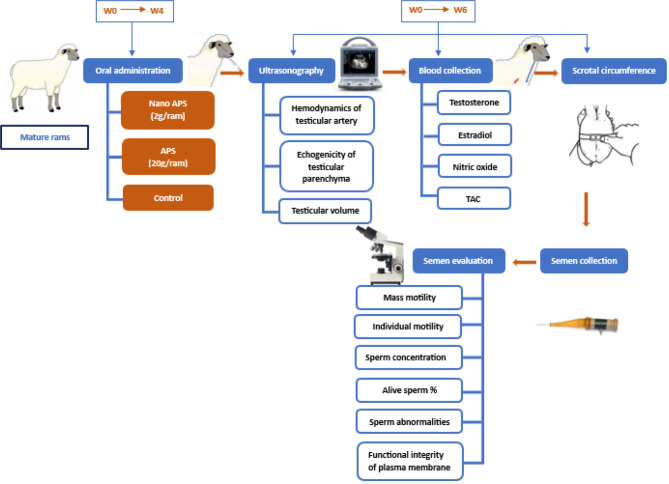 Dietary supplementation of Astragalus polysaccharide or its nanoparticles enhances testicular hemodynamics, echotexture, scrotal circumference, concentration of testosterone, estradiol, nitric oxide, and total antioxidant capacity, and semen quality in mature Ossimi rams.