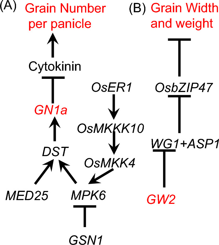 Gene Pyramiding Strategies for Sink Size and Source Capacity for High-Yield Japonica Rice Breeding.