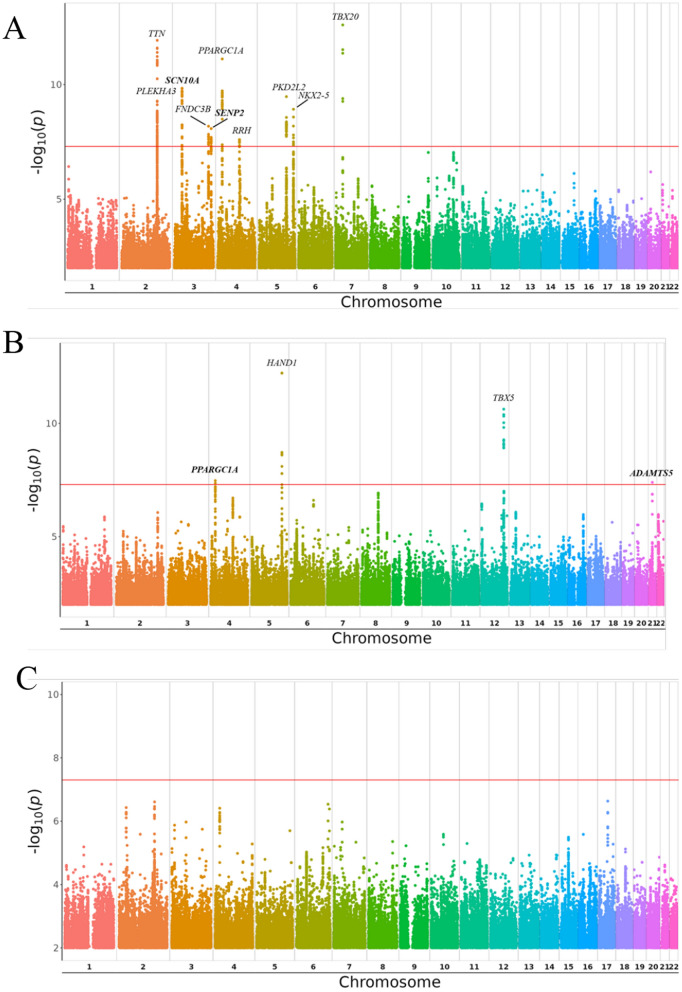 Genetic insights into cardiac conduction disorders from genome-wide association studies.