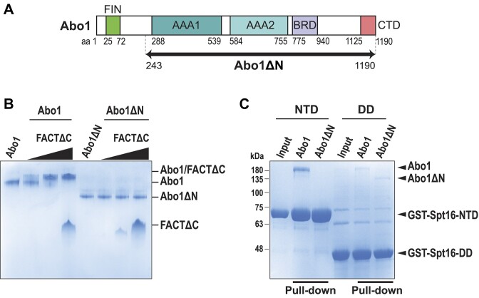 Abo1 ATPase facilitates the dissociation of FACT from chromatin.