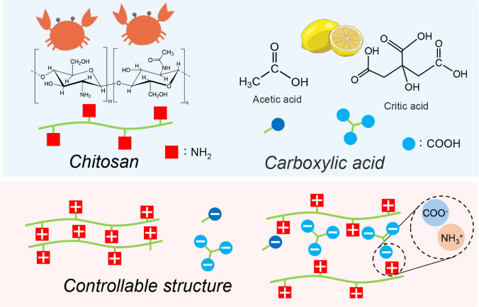Colorimetric Chitosan Films with Tunable Drug Release Ratio: Effect of Citric Acid and Acetic Acid Concentration Ratio and Drying Temperature.