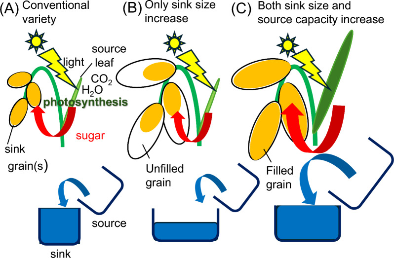 Gene Pyramiding Strategies for Sink Size and Source Capacity for High-Yield Japonica Rice Breeding.