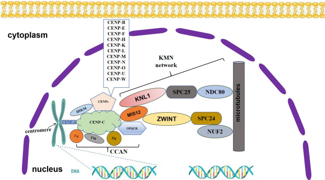 Recent updates of centromere proteins in hepatocellular carcinoma: a review.