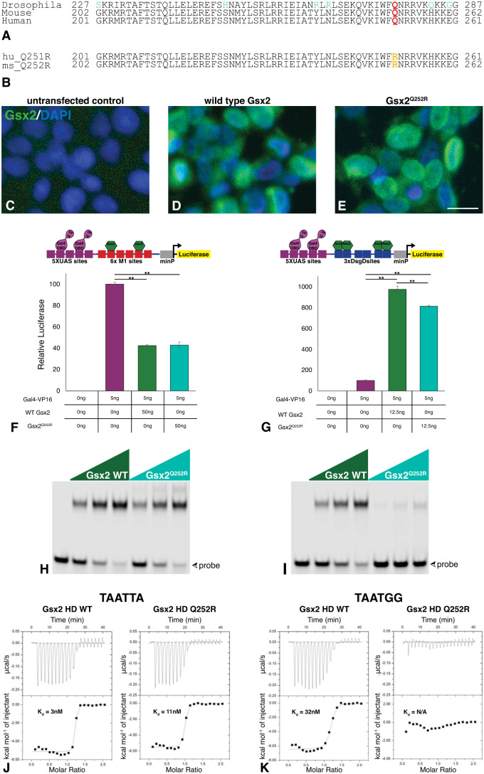 Modelling a pathological GSX2 variant that selectively alters DNA binding reveals hypomorphic mouse brain defects.