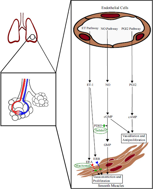 Updates on Pulmonary Hypertension.