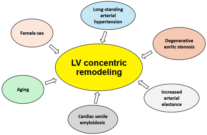 Echocardiographic Assessment of Cardiac Structure and Function of Centenarians: A Systematic Review.